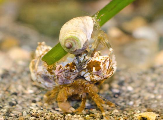 Two hermit crabs. The lower one, standing on the sand, is wearing a shell so loaded with barnacles — at least 5, maybe 6 — that the shell itself can't be seen. The second hermit, larger than the first, stands on top of the barnacles. The hermit below stares at the camera; she seems to have a resigned, sad expression (I'm attributing human emotions to her, I know). But can she even walk? Can she lift that load?
The barnacles  are coated with algae, pink and brown. The upper hermit wears a moon snail shell, still mostly clean and white. There's a blade of eelgrass behind him.