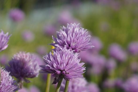 The image shows two light purple flowers.