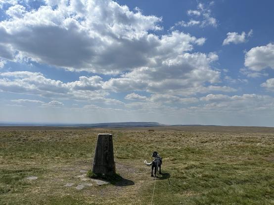Moorland scene, a cocker spaniel standing beside a concrete trig point marker on top of a wide flat moorland plateau, beneath a blue sky with white fluffy clouds