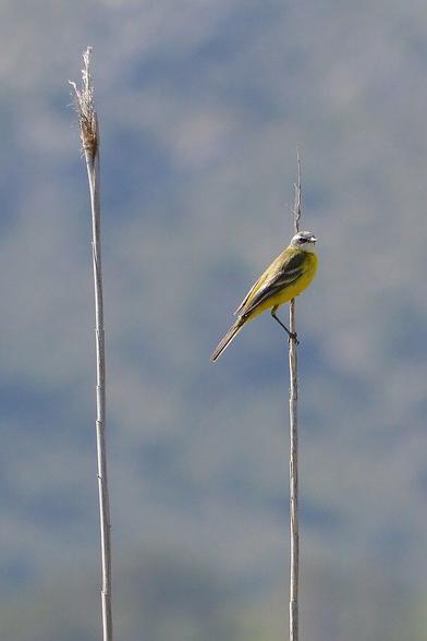 A photo of a yellow wagtail on one of two stems of tall dry grass.