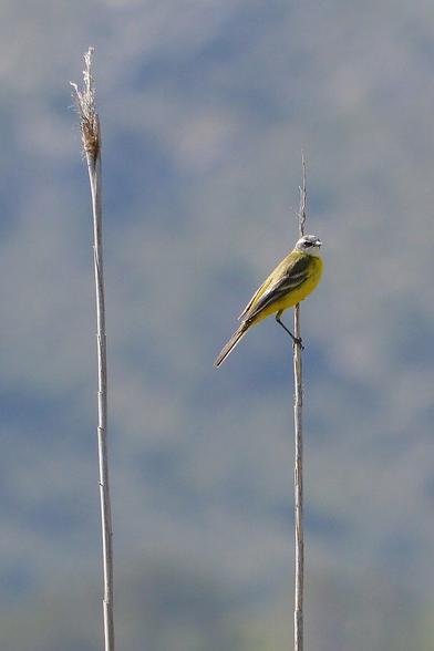A photo of a yellow wagtail on one of two stems of tall dry grass.