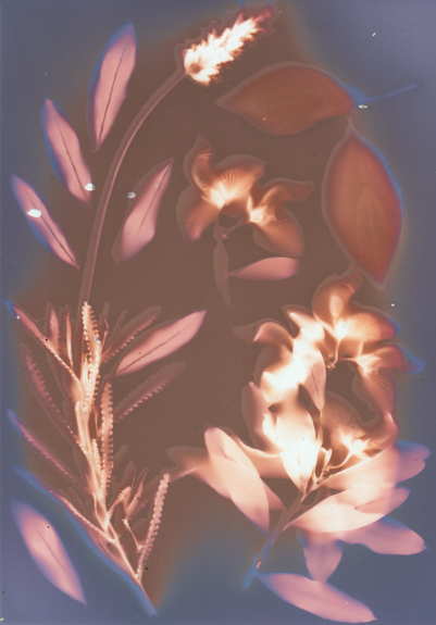 imagen en la que se ve un fondo azul y motivos vegetales: son siluetas de plantas y flores en papel fotográfico mediante impresión lumen. Por los propios líquidos de las flores, ha quedado un halo rosáceo alrededor de ellas