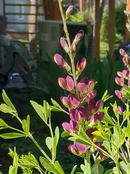 Picture of the deep purple/indigo blossoms of wild blue indigo plant