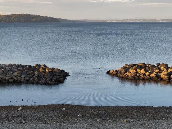 Photo taken from Dune Peninsula Park on a May evening. Rocky beach, seawater, islands in the distance. Rocky jetties in the water with the heads of seals or sea lions barely visible bobbing at the water's surface between the jetties