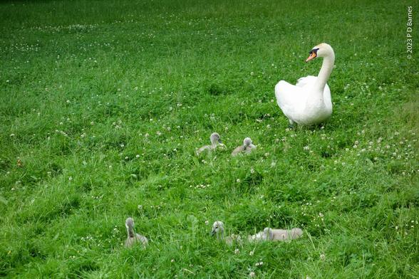 A white mother swan watches over her brood of fluffy grey-brown cygnets, foraging in a field of grass and clover. The cygnets are quite young, and are almost neck-deep in the thick clover.
