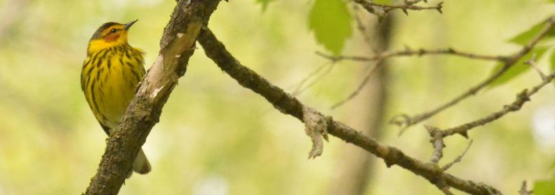 cape may warbler