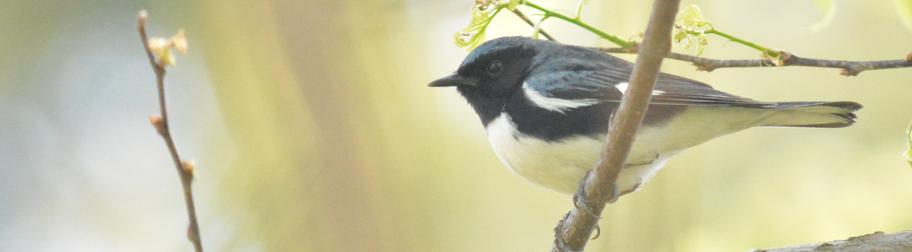 black throated blue warbler