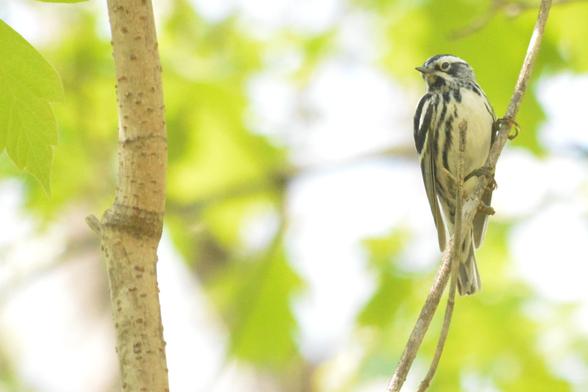black and white warbler