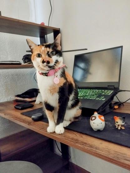 Just Mía. Next to her are two decorative cat figures: one with a serious expression and another resembling a toy. Mía looks forward with a curious expression.