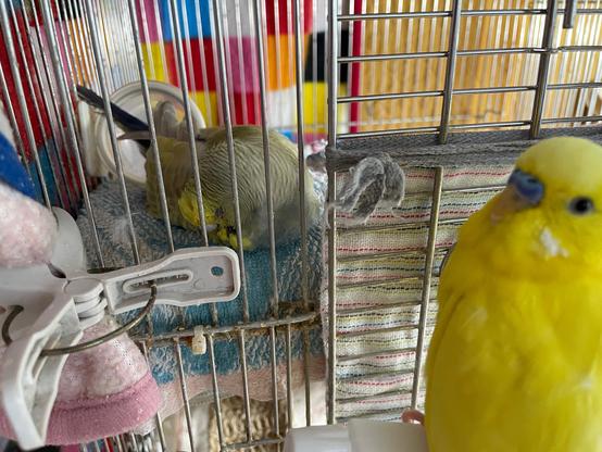 金網の鳥かごの中で、黄色と青色のインコが横たわって休んでおり、外側には黄色のインコが止まり木の上でこちらを見ている。鳥かごの中にはタオルや洗濯バサミがあり、背景にはカラフルな布が掛けられている。