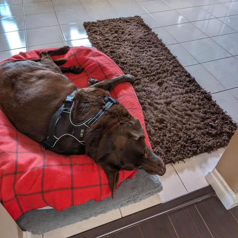 A chocolate lab is sleeping on a bed next to a brown rug.