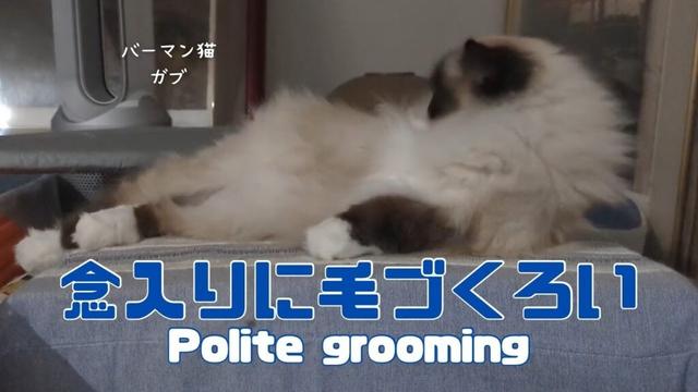 バーマン猫ガブ【念入りに毛づくろい】Polite grooming（バーマン猫）Birman/Cat