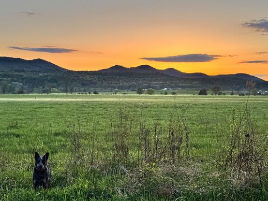 sunset over the Adirondacks. Dog in lower left.