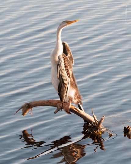 An Australasian darter perched on a dead branch protruding from the lagoon, wings spread and drying in the golden-hour sunlight. Its head is swivelled around so it's looking directly behind it.