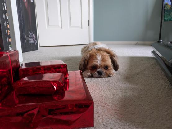 A Shih Tzu dog lying down on the carpet with his front paws to either side of his face, looking exhausted next to the presents he wrapped