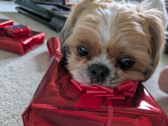A Shih Tzu dog pressing his chin down on a bow that's on top of a present