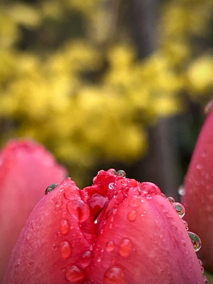 Pink tulips with dew against a yellow forsythia bush