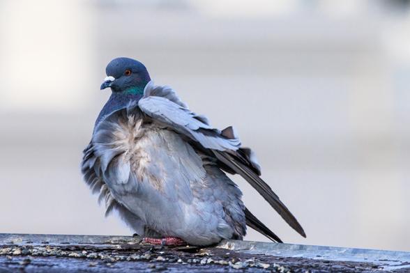 Zeus, a blue-barred pigeon, braces himself on the edge of a roof as a gust of wind blows through. The flow of air pushes his feathers apart showing the down closer to his skin.