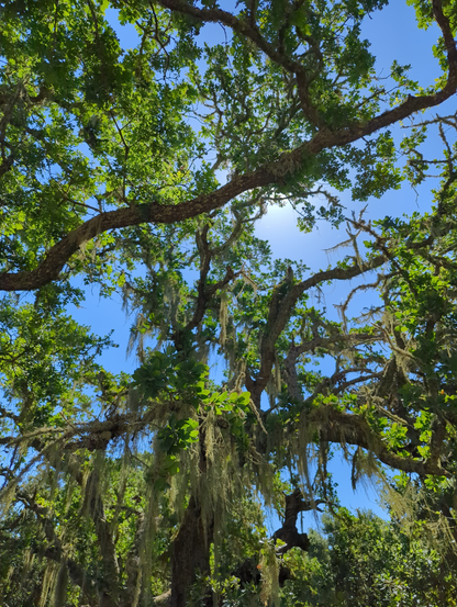 looking up under several oak boughs with young bright green leaves covered also in mmm... moss?
i'm not exactly good at this...
