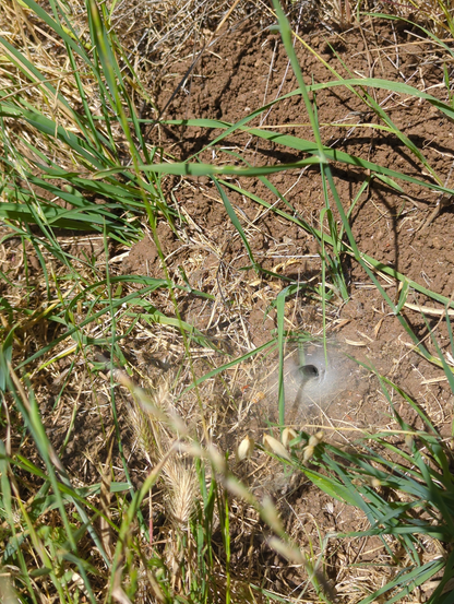 just to the side of the trail is this magnificent spider condo, very well maintained, no HOA or utilities bills...