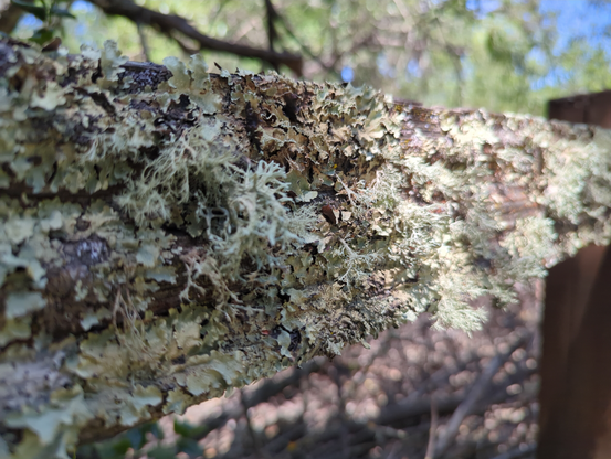 sidelong view of weathered wooden trail — fuck me, is this a post? rail? fence? smh — thing, covered end to end in lichen