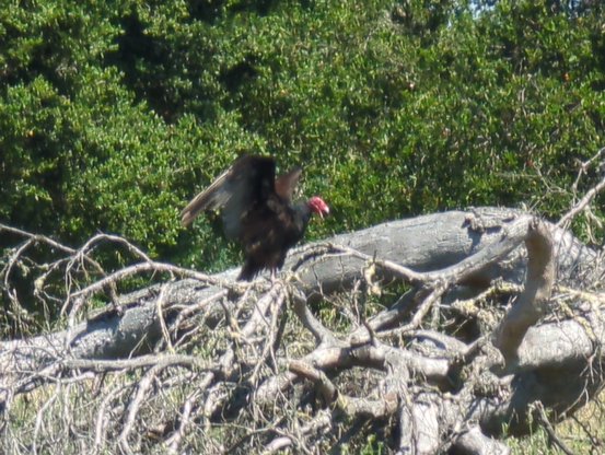 turkey vulture stretching its wings on a grey fallen oak, its beak open as though yawning
...sorry about the craprastic focuswork