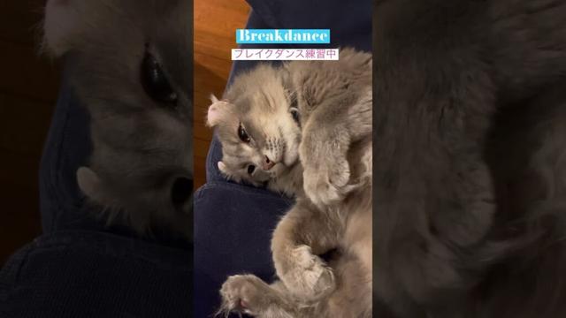 ダンスダンスダンス #かわいい猫 #cat #ねこのいる生活 #アメリカンカール #ねこ動画