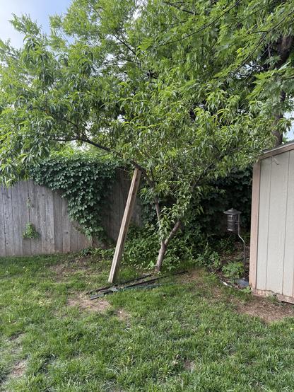 Picture of a board holding up a peach tree.