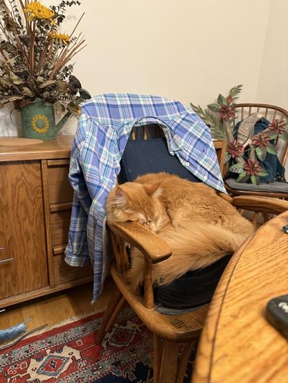 snoozer cat on Mom’s chair… woulda been my chair if I got up first