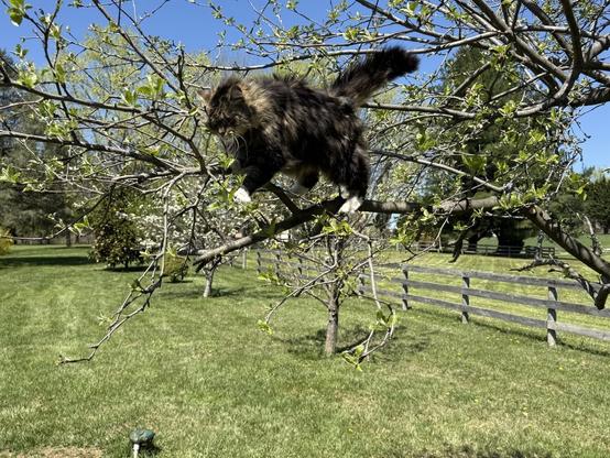 no branch too small to walk on for this little cat