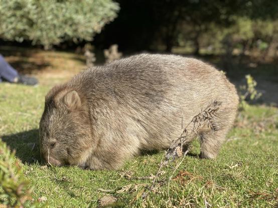 A wombat is grazing on very short lush grass in the sunshine. Its thick, grey-brown furry body is side-on and short legs are visible. The background has greenery, mostly low branches of shrubs. Much chonk. It cares little for the people, happily grazing.