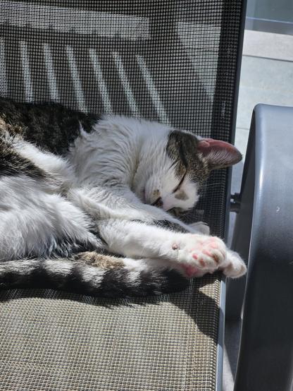 A beautiful kitty on a deck chair with her toe beans catching the sun