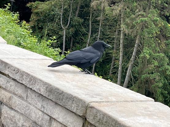 Crow perched on wall, gazing thoughtfully into a woodsy valley