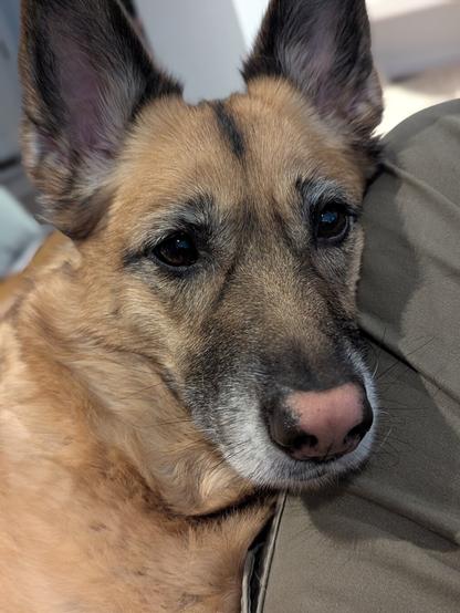 A German Shepherd leaning against a leg, using it as pillow