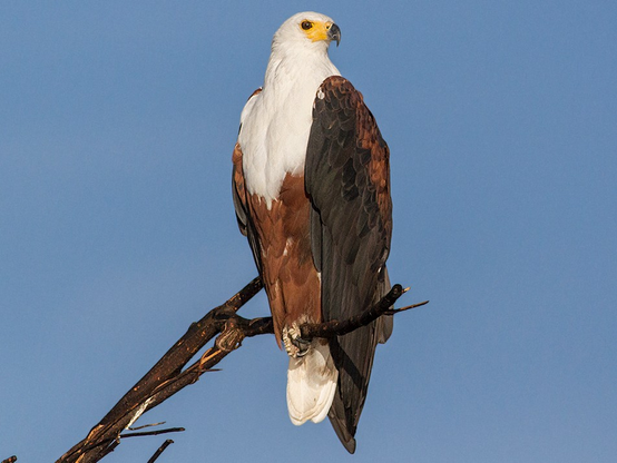 African Fish Eagle perched on a branch.  The bird has a white chest and head, yellow and black eyes and beak, and chestnut body and wings.  Image from ebird.org