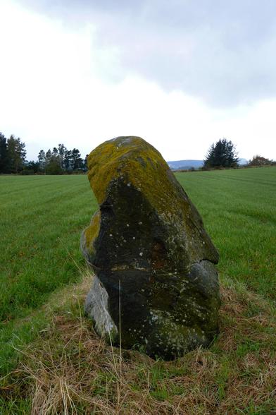 A chunky standing stone stands solitary in a ploughed field. The stone leans to the left. The top is covered in yellow lichen.