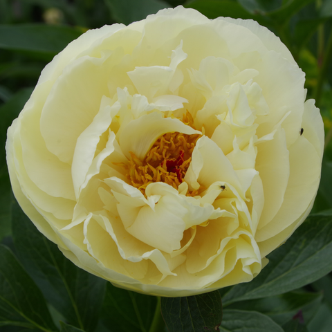 Hellgelbe halbgefüllte Blüte mit dunkelgelben Staubgefäßen in der Mitte und einem dreigeteilten roten Stempel.