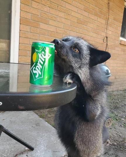 Picture of a Fox
