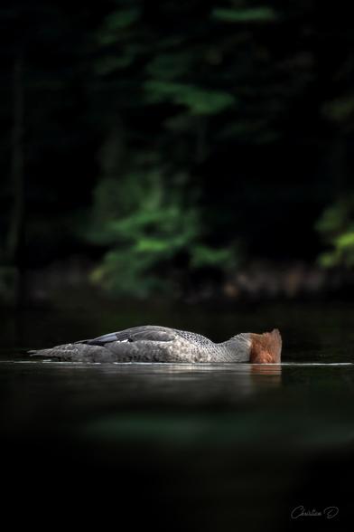 L’œil perçant du Grand Harle traverse la surface, scrutant les profondeurs à la recherche de secrets bien gardés. Entre deux mondes, il s’arrête un instant, suspendu entre l’air et l’eau, témoin silencieux des merveilles immergées.