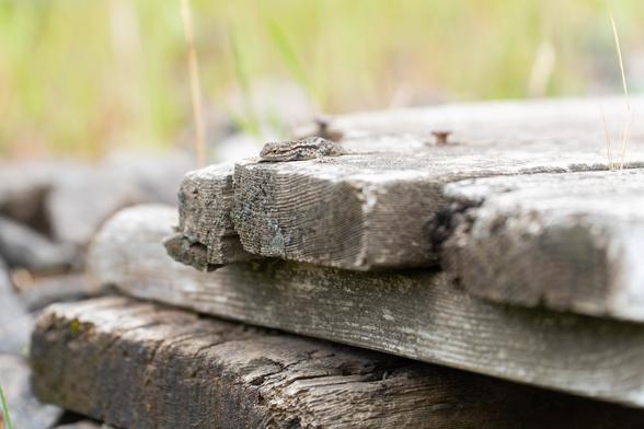 A photograph of a small brown lizard on an equally brown wooden plank. He's just chillin out, living his best life.