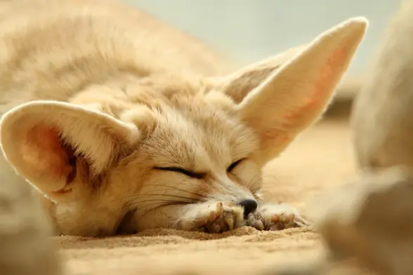 Close up photo of an almost asleep fennec fox lies stretched out on the sand, head on paws. Eyes however are slightly opened with a rather disapproving look.
