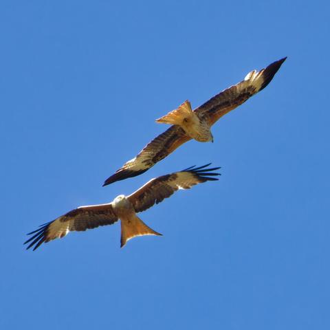 They come closer....
