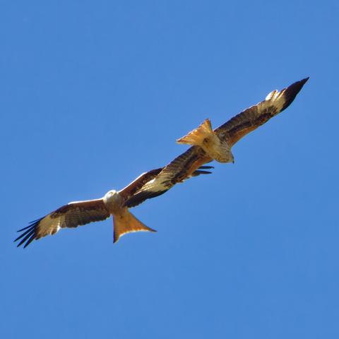 Now they are aligned the wingtip of each other is on the height of the others head
Now it's vissible that the left one got an altitude advantage