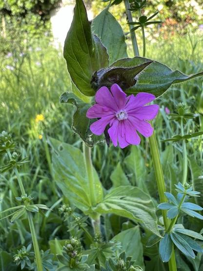 Kleine rosafarbene Blüte umgeben von zahlreichen Blättern und allerlei Wildkräutern und Wiesengras