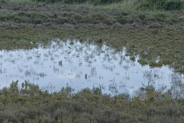 L'eau d'une petite zone marécageuse où de l'herbe pointe ici et là.