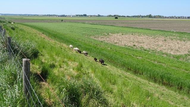Witte en zwarte schapen onder aan een dijk en uitzicht over de polder.