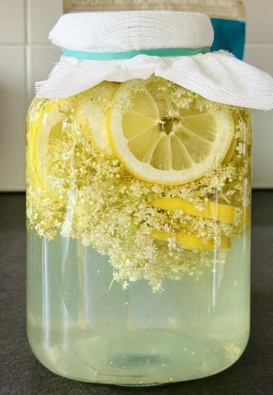 on a kitchen countertop, elderflowers and slices of lemon float in a 3L jar filled to the brim with water & sugar. The jar is topped with a piece of cheesecloth folded over.