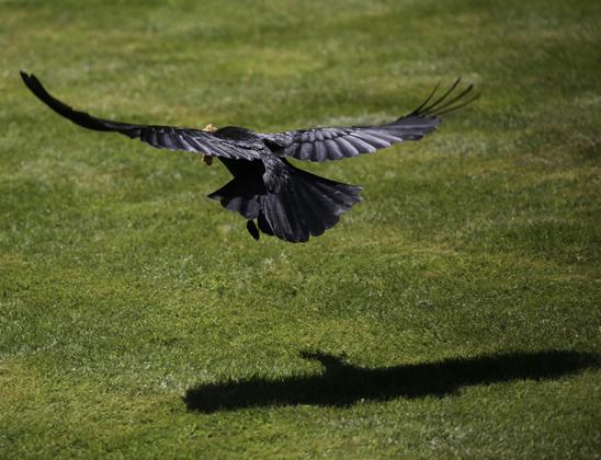 A Crow taking off from a lawn after picking up some food
