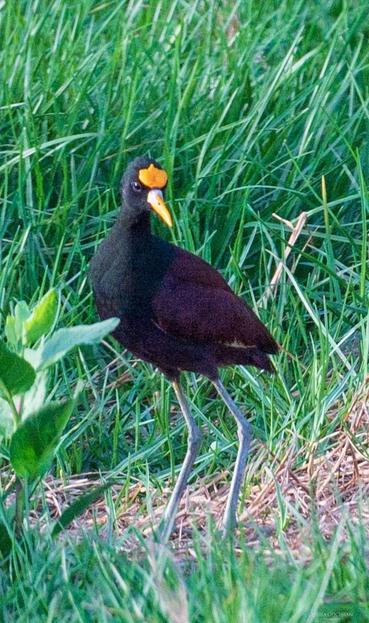 A Northern Jacana.