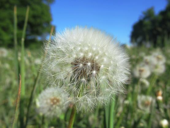 Eine von vielen Pusteblumen im Vordergrund, blauer Himmel, Bäume und Wiese dahinter